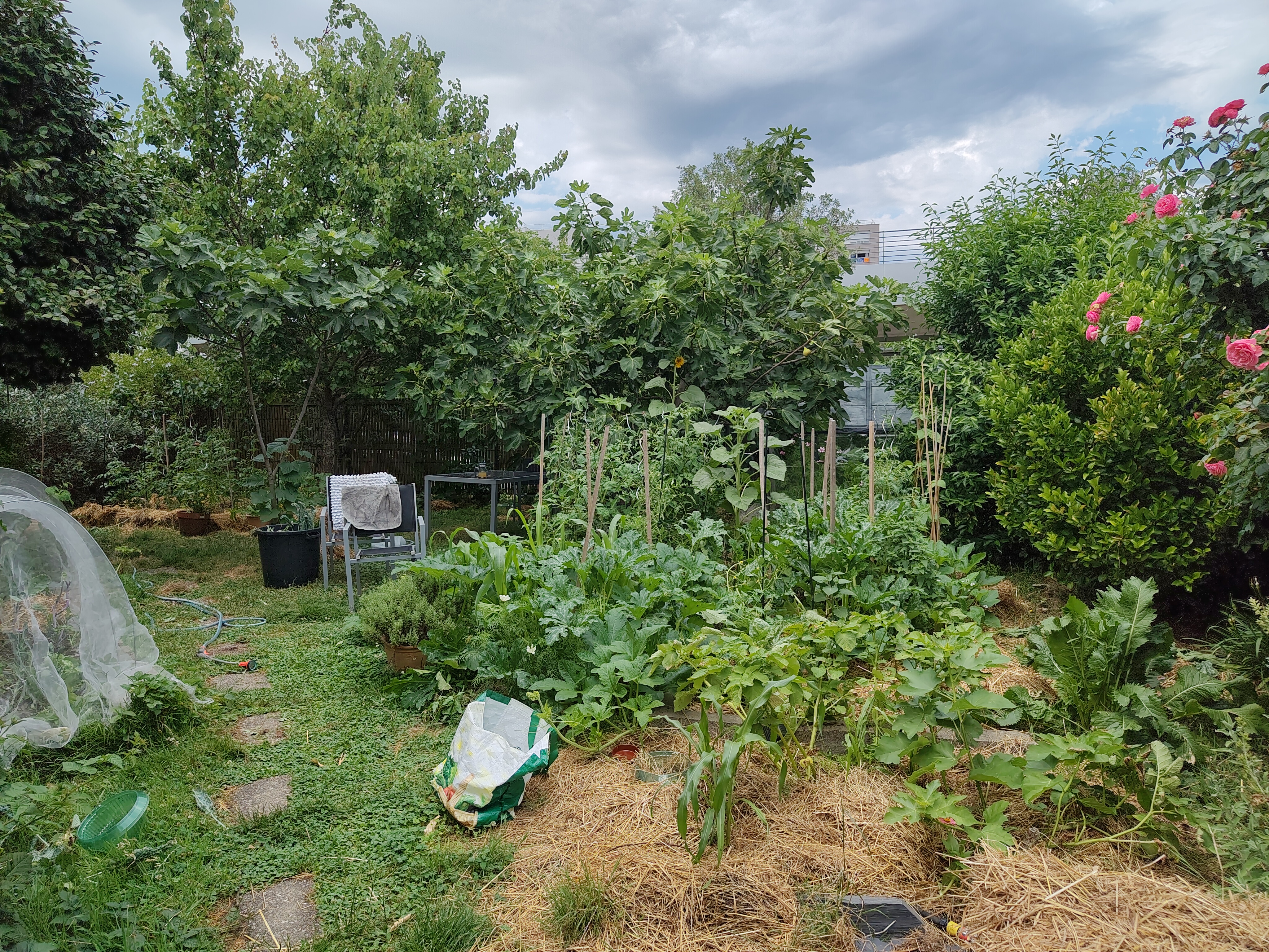 Garden beds with greens